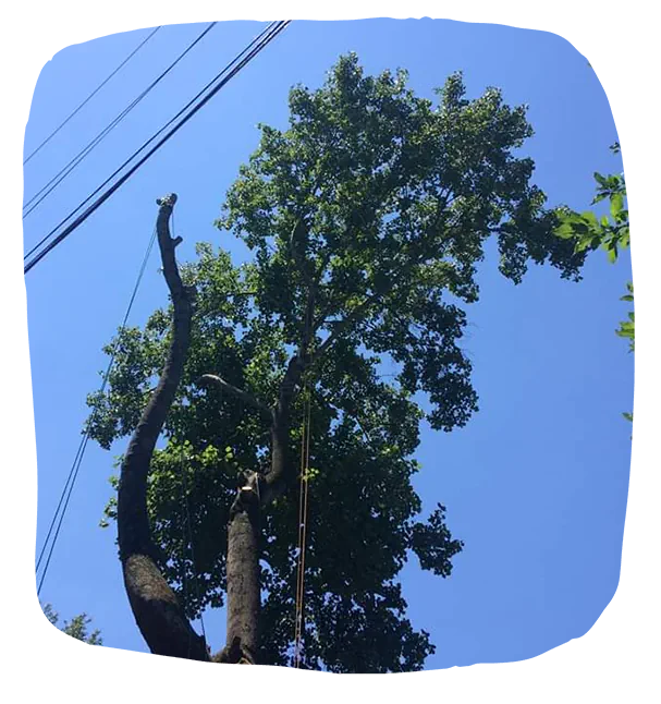 Shaddai Tree Services & Landscaping LLC