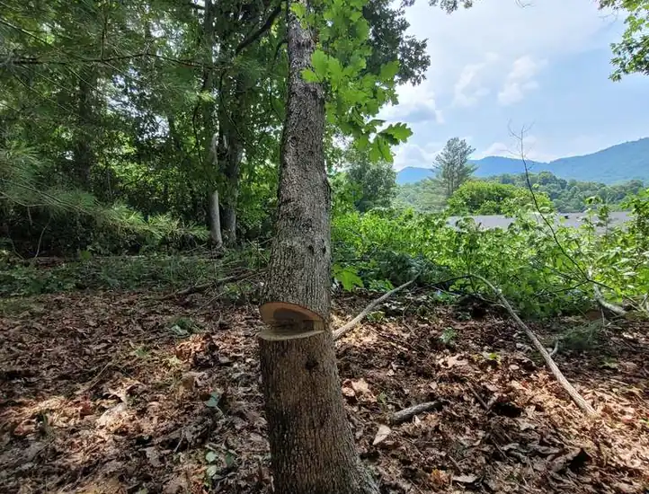 Shaddai Tree Services & Landscaping LLC