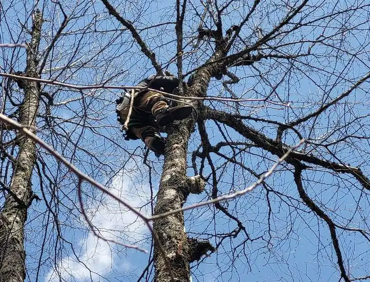 Shaddai Tree Services & Landscaping LLC