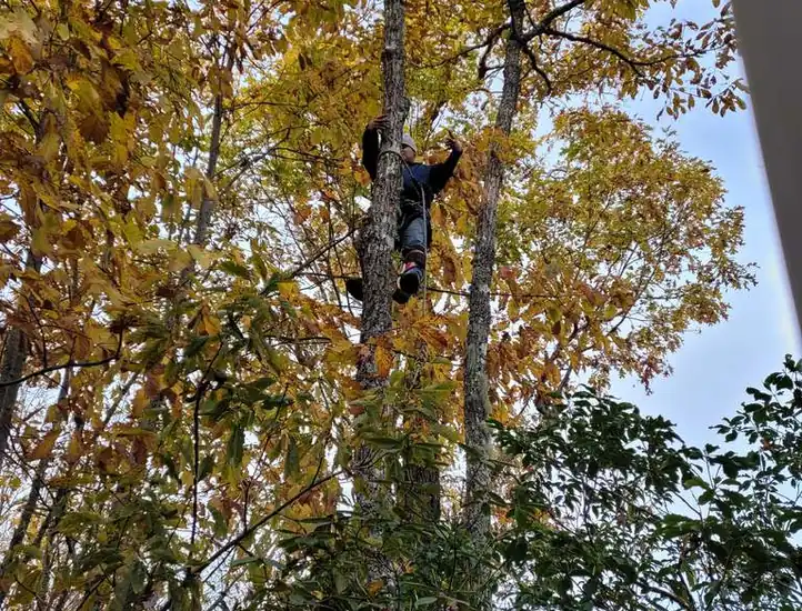 Shaddai Tree Services & Landscaping LLC